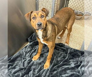 Mutt Dogs for adoption in Martinsburg, WV, USA