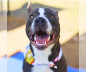 American Staffordshire Terrier-Unknown Mix Dogs for adoption in San Antonio, TX, USA