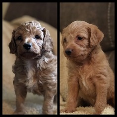 Doodle Puppy for sale in GAFFNEY, SC, USA