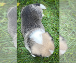 Small #1 Shorgi