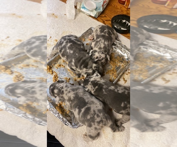 Medium Photo #3 French Bulldog Puppy For Sale in GRIFFIN, GA, USA