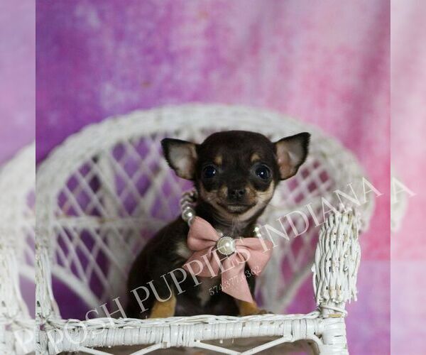 Medium Photo #7 Chihuahua Puppy For Sale in WARSAW, IN, USA