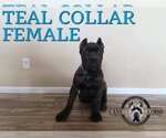 Small #4 Cane Corso