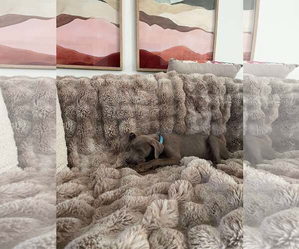 Medium Photo #3 Unknown-Weimaraner Mix Puppy For Sale in Spring Lake, NC, USA