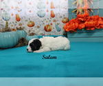 Small #7 Poodle (Toy)