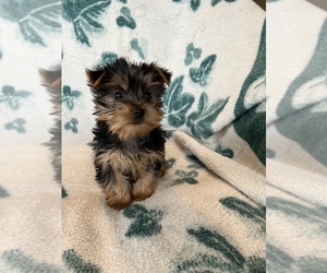 Yorkshire Terrier Puppy for sale in FREDERICK, MD, USA