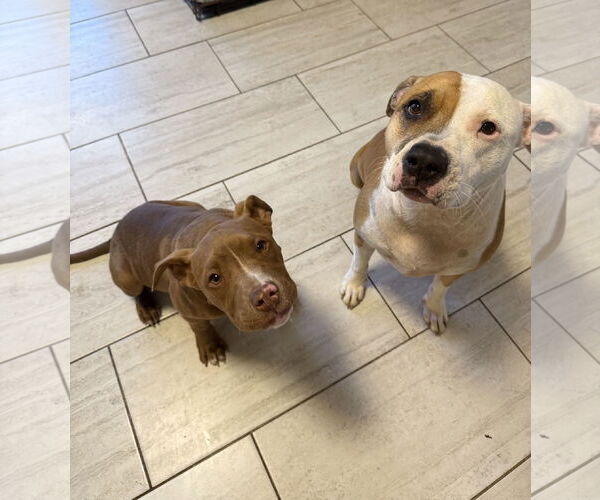 Medium Photo #3 American Pit Bull Terrier-Unknown Mix Puppy For Sale in Rockaway, NJ, USA