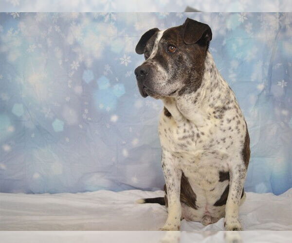 Medium Photo #1 Mutt Puppy For Sale in Oroville, CA, USA