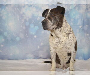 Mutt Dogs for adoption in Oroville, CA, USA