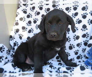 Golden Labrador Puppy for sale in SHILOH, OH, USA
