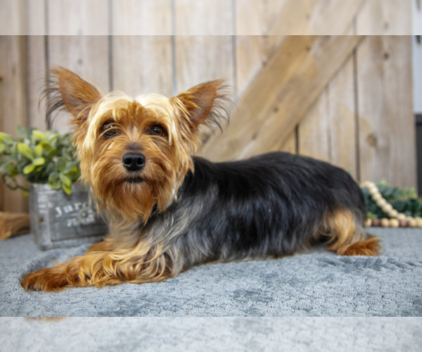 Medium Photo #1 Yorkshire Terrier Puppy For Sale in GREENWICH, OH, USA