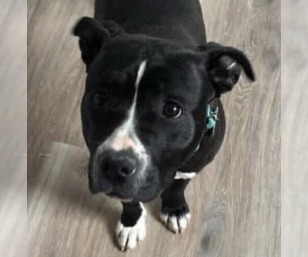 Medium Photo #2 Mutt Puppy For Sale in Rustburg, VA, USA