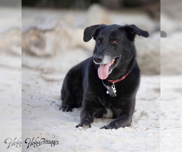 Medium Photo #4 Labrador Retriever-Unknown Mix Puppy For Sale in Tampa, FL, USA