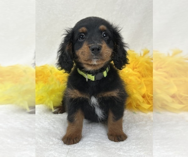 Medium Photo #6 Bernedoodle (Miniature) Puppy For Sale in BULLARD, TX, USA