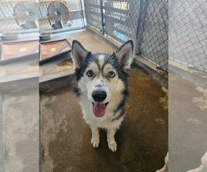 Siberian Husky-Unknown Mix Dogs for adoption in El Centro, CA, USA