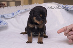 Small Photo #3 Rottweiler Puppy For Sale in OWINGSVILLE, KY, USA