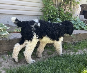 Poodle (Standard) Puppy for sale in BLACKFOOT, ID, USA