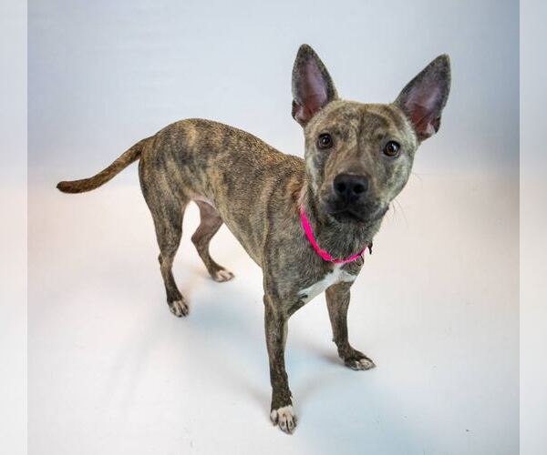 Medium Photo #5 Mutt Puppy For Sale in Kennesaw, GA, USA