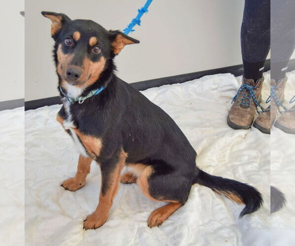 Medium Photo #6 Australian Kelpie-German Shepherd Dog Mix Puppy For Sale in Huntley, IL, USA