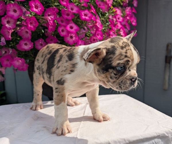 Medium Photo #5 Faux Frenchbo Bulldog Puppy For Sale in GOSHEN, IN, USA