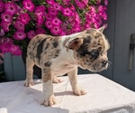 Small #4 Faux Frenchbo Bulldog