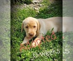 Small Photo #6 Labrador Retriever Puppy For Sale in SAYRE, PA, USA