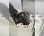 Small German Shepherd Dog Mix