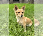 Small #2 Dachshund Mix