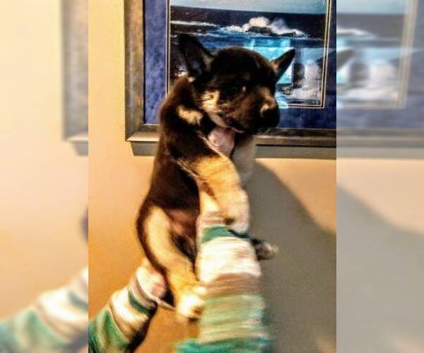 Medium Photo #5 Siberian Husky Puppy For Sale in WILDOMAR, CA, USA