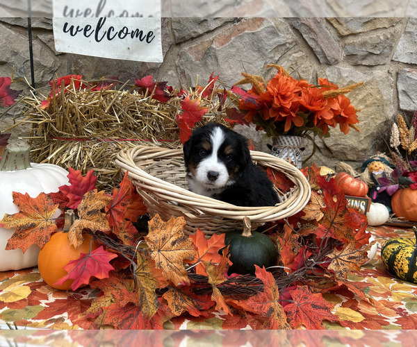 Medium Photo #1 Bordernese Puppy For Sale in LATROBE, PA, USA