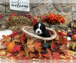 Puppy Layla Bordernese