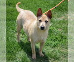 Small #1 Pembroke Welsh Corgi Mix
