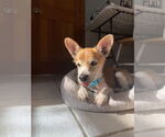 Small #7 Chihuahua Mix
