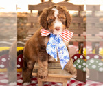 Small Photo #1 Bernedoodle Puppy For Sale in PEYTON, CO, USA