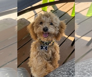 Father of the Goldendoodle (Miniature) puppies born on 07/18/2026