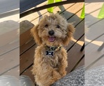 Small Photo #1 Goldendoodle (Miniature) Puppy For Sale in SEVIERVILLE, TN, USA