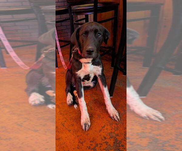 Medium Photo #9 Great Dane-Greater Swiss Mountain Dog Mix Puppy For Sale in garner, NC, USA