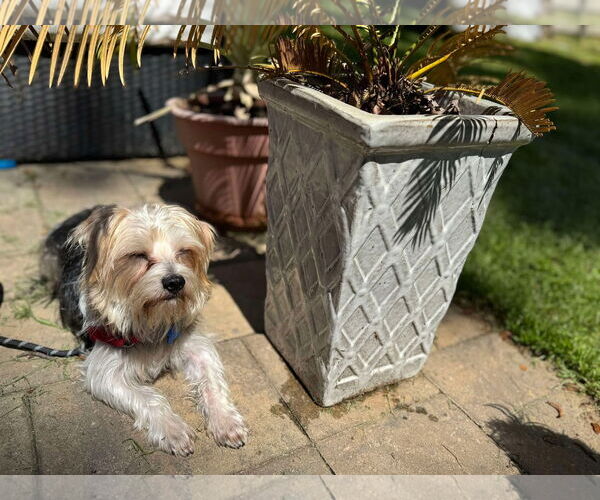 Medium Photo #3 Maltese-Unknown Mix Puppy For Sale in Spring Lake, NC, USA