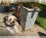 Small #2 Maltese Mix