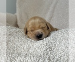Small #1 Golden Retriever