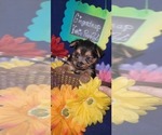 Small #4 Yorkshire Terrier