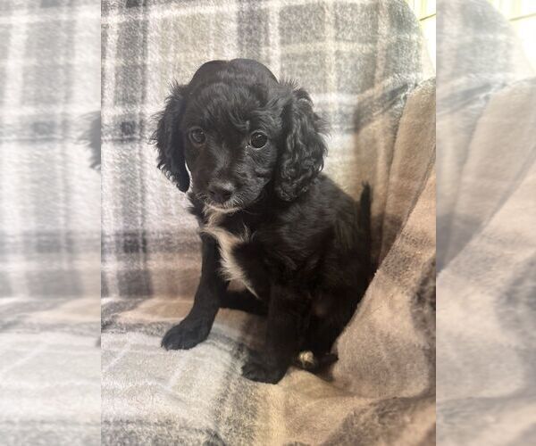 Medium Photo #15 Cavapoo (Miniature) Puppy For Sale in SPRING HILL, TN, USA