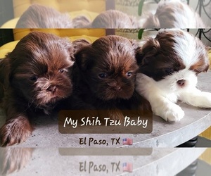 Shih Tzu Dog for Adoption in EL PASO, Texas USA