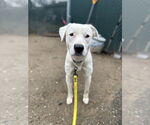 Small #8 American Pit Bull Terrier-Labrador Retriever Mix