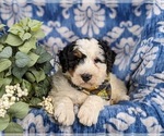 Small Photo #6 Bernedoodle (Miniature) Puppy For Sale in GLEN ROCK, PA, USA