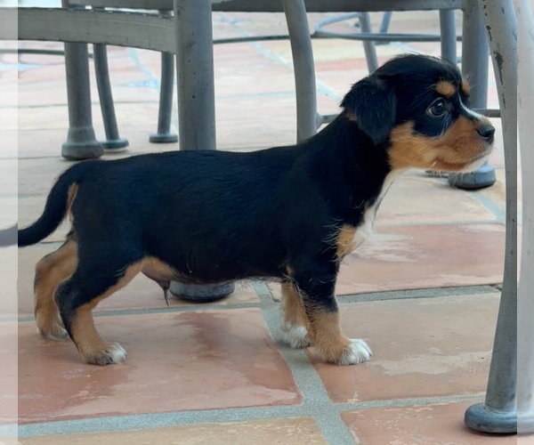 Medium Photo #4 Mutt Puppy For Sale in Lake Elsinore, CA, USA