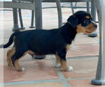 Small #3 Mutt
