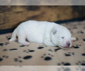 Swiss Shepherd Puppy for sale in AURORA, CO, USA