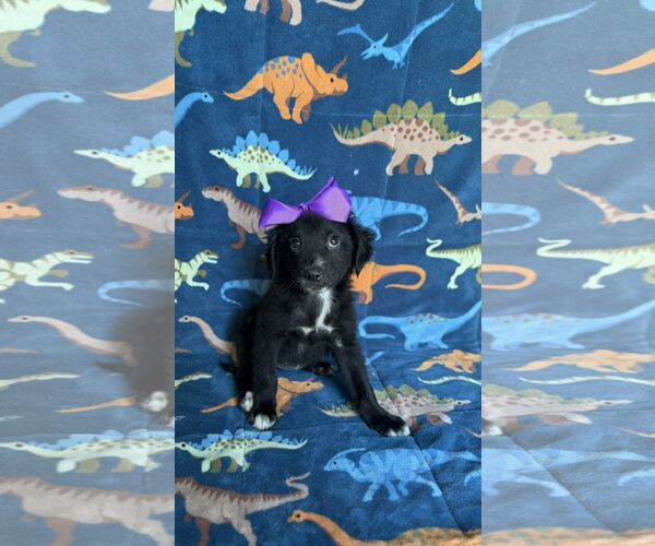 Medium Photo #3 Labrador Retriever Puppy For Sale in NYC, NY, USA