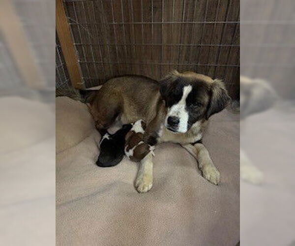 Medium Photo #3 Saint Bernard-Unknown Mix Puppy For Sale in Union, WV, USA